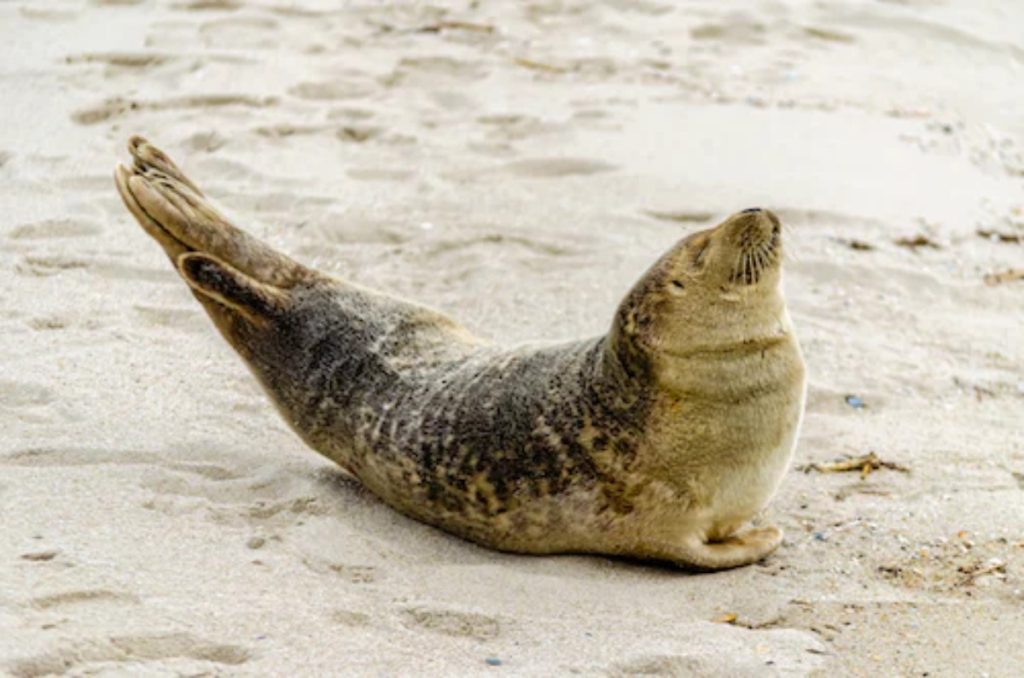 Pieterburen slaat groot alarm: jongeren gooien stenen naar zeehondenpups!