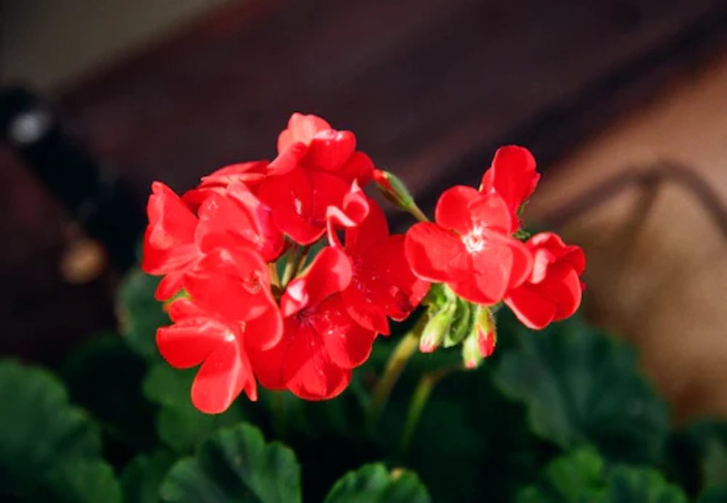 Experts komen met waarschuwing: De reden waarom je geen geraniums moet planten!