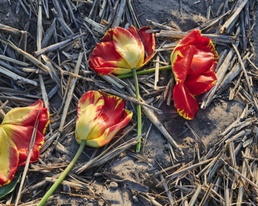 Vol op beeld: Man steelt alle bloemen die neergelegd zijn tijdens dodenherdenking!😲😱