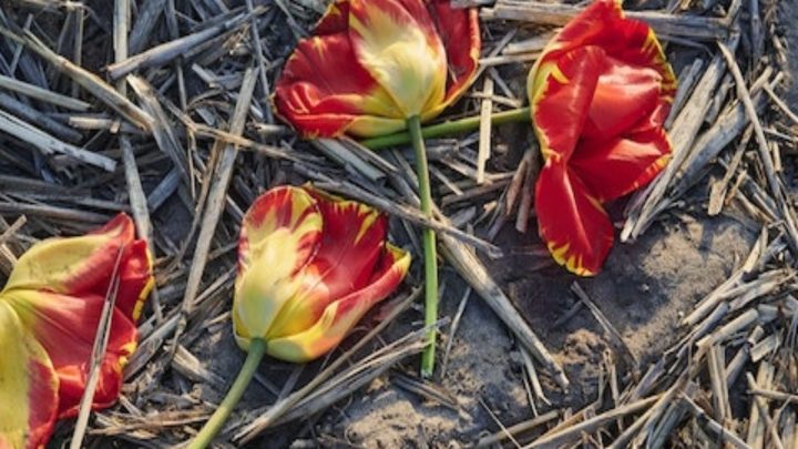 Vol op beeld: Man steelt alle bloemen die neergelegd zijn tijdens dodenherdenking!😲😱