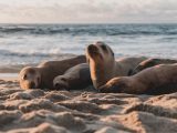 Pieterburen slaat groot alarm: jongeren gooien stenen naar zeehondenpups!