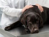 Dierenarts onthult: Deze symptomen laten zien dat je hond het einde gaat naderen