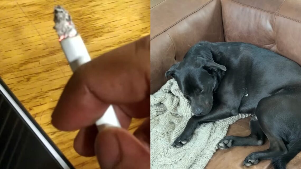 Zorgwekkende uitslag onderzoek: Problemen bij honden waarvan de baasjes in huis roken! Zorgwekkende uitslag onderzoek: Problemen bij honden waarvan de baasjes in huis roken!