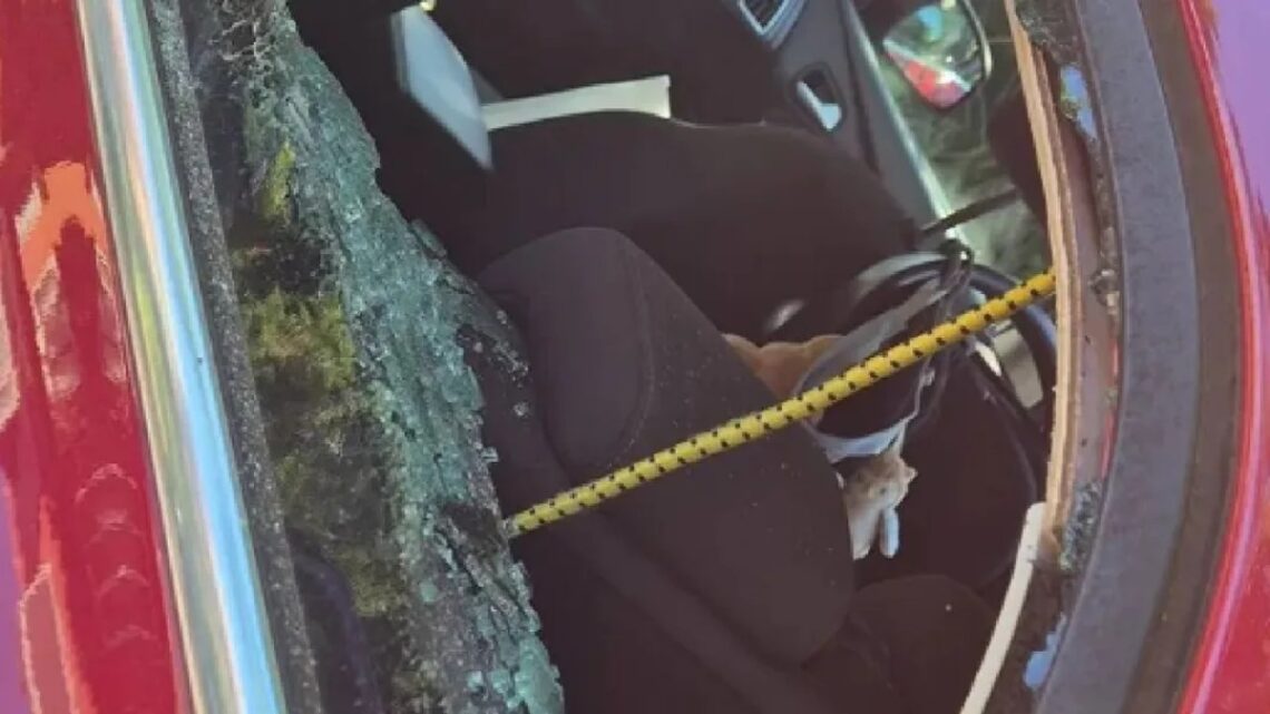 Heldendaad in Amersfoort: Politie bevrijdt baby uit snikhete auto! Heldendaad in Amersfoort: Politie bevrijdt baby uit snikhete auto!