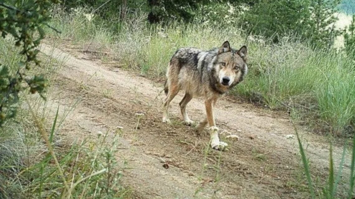 Wolf heeft kind gebeten en meegesleurd in Utrechtse bos: ‘Moet heel zorgvuldig gebeuren’ Wolf heeft kind gebeten en meegesleurd in Utrechtse bos: ‘Moet heel zorgvuldig gebeuren’